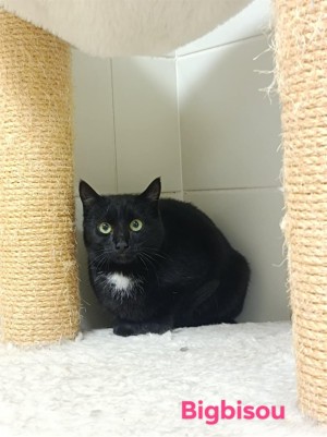photo du chien chat à l adoption au refuge  Refuge SPA Montélimar  à montelimar departement drome proche de Valence de racechat BIGBISOU