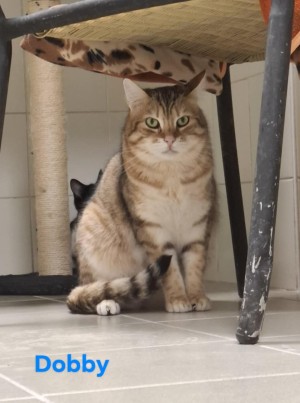 photo du chien chat à l adoption au refuge  Refuge SPA Montélimar  à montelimar departement drome proche de Valence de racechat DOBBY