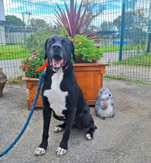 photo du chien chat à l adoption au refuge  Refuge SPA Montélimar  à montelimar departement drome proche de Valence de racechien BOYKA L