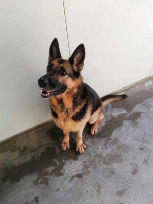 chien MICHKA