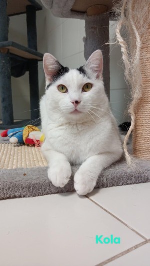 photo du chien chat à l adoption au refuge  Refuge SPA Montélimar  à montelimar departement drome proche de Valence de racechat KOLA