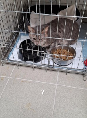 photo du chien chat à l adoption au refuge  Refuge SPA Montélimar  à montelimar departement drome proche de Valence de racechat JACK