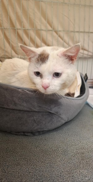 photo du chien chat à l adoption au refuge  Refuge SPA Montélimar  à montelimar departement drome proche de Valence de racechat UGO