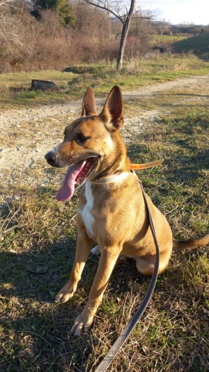 photo du chien chat à l adoption au refuge  Refuge SPA Montélimar  à montelimar departement drome proche de Valence de racechien SNOOPS