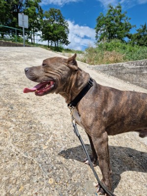 chien TYRON