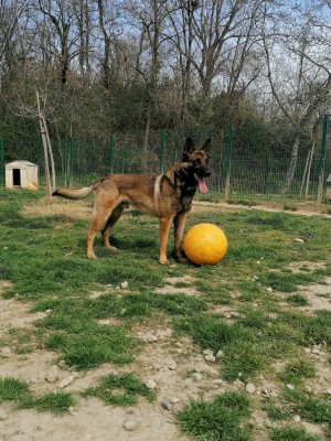 chien PABLO