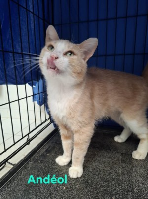 photo du chien chat à l adoption au refuge  Refuge SPA Montélimar  à montelimar departement drome proche de Valence de racechat ANDEOL