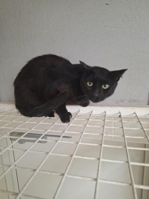 photo du chien chat à l adoption au refuge  Refuge SPA Montélimar  à montelimar departement drome proche de Valence de racechat CHACHOU