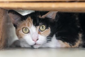 chat CHAPIE