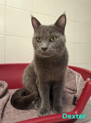 photo du chien chat à l adoption au refuge  Refuge SPA Montélimar  à montelimar departement drome proche de Valence de racechat DEXTER
