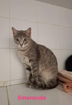 photo du chien chat à l adoption au refuge  Refuge SPA Montélimar  à montelimar departement drome proche de Valence de racechat EMERAUDE