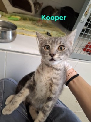 photo du chien chat à l adoption au refuge  Refuge SPA Montélimar  à montelimar departement drome proche de Valence de racechat KOOPER