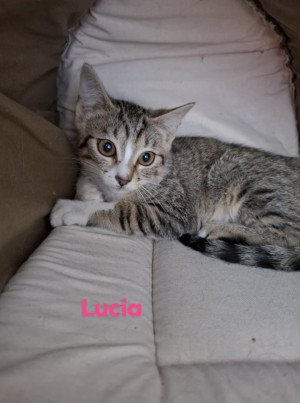 photo du chien chat à l adoption au refuge  Refuge SPA Montélimar  à montelimar departement drome proche de Valence de racechat LUCIA