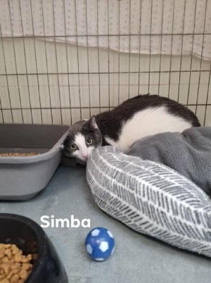 photo du chien chat à l adoption au refuge  Refuge SPA Montélimar  à montelimar departement drome proche de Valence de racechat SIMBA
