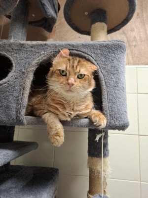 photo du chien chat à l adoption au refuge  Refuge SPA Montélimar  à montelimar departement drome proche de Valence de racechat ARCANE
