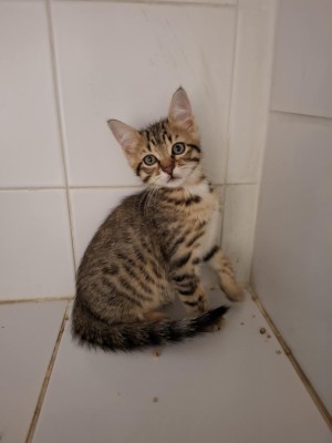 photo du chien chat à l adoption au refuge  Refuge SPA Montélimar  à montelimar departement drome proche de Valence de racechat HERCULE