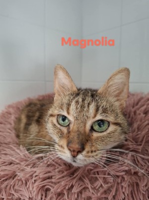 chat MAGNOLIA