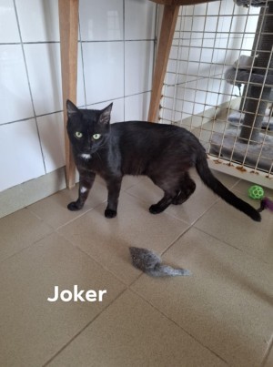 photo du chien chat à l adoption au refuge  Refuge SPA Montélimar  à montelimar departement drome proche de Valence de racechat JOKER