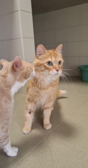 photo du chien chat à l adoption au refuge  Refuge SPA Montélimar  à montelimar departement drome proche de Valence de racechat CARAMEL