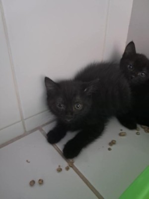 photo du chien chat à l adoption au refuge  Refuge SPA Montélimar  à montelimar departement drome proche de Valence de racechat ECLIPSE