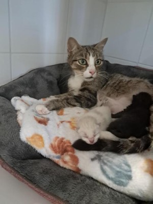 photo du chien chat à l adoption au refuge  Refuge SPA Montélimar  à montelimar departement drome proche de Valence de racechat GALAXY