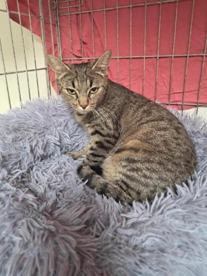 photo du chien chat à l adoption au refuge  Refuge SPA Montélimar  à montelimar departement drome proche de Valence de racechat VITAMINE