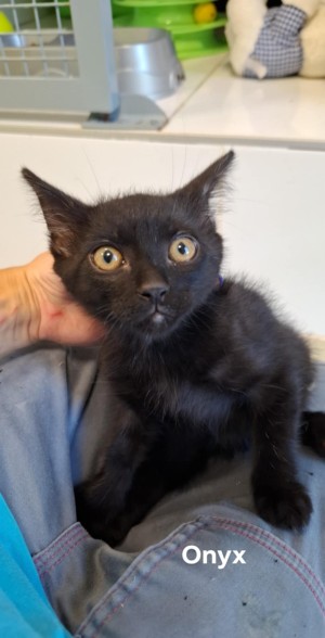 photo du chien chat à l adoption au refuge  Refuge SPA Montélimar  à montelimar departement drome proche de Valence de racechat ONYX