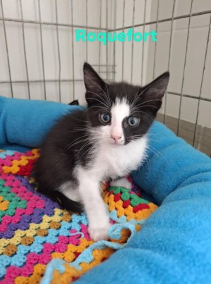 photo du chien chat à l adoption au refuge  Refuge SPA Montélimar  à montelimar departement drome proche de Valence de racechat ROQUEFORT