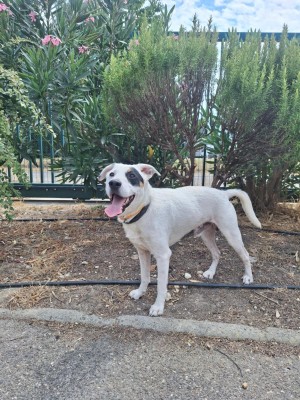 photo du chien chat à l adoption au refuge  Refuge SPA Montélimar  à montelimar departement drome proche de Valence de racechien ZIGGY