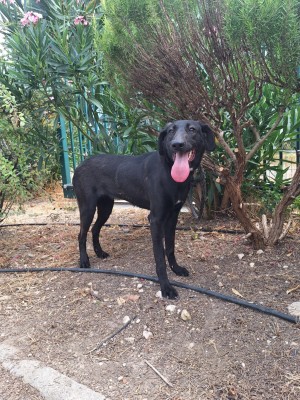 photo du chien chat à l adoption au refuge  Refuge SPA Montélimar  à montelimar departement drome proche de Valence de racechien CITY
