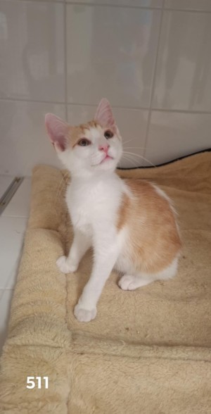 photo du chien chat à l adoption au refuge  Refuge SPA Montélimar  à montelimar departement drome proche de Valence de racechat ABOU