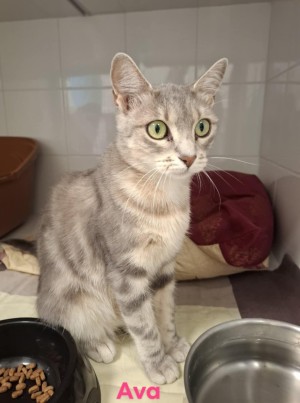 photo du chien chat à l adoption au refuge  Refuge SPA Montélimar  à montelimar departement drome proche de Valence de racechat AVA