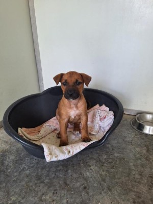 photo du chien chat à l adoption au refuge  Refuge SPA Montélimar  à montelimar departement drome proche de Valence de racechien CROQUETTE