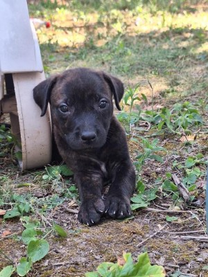 photo du chien chat à l adoption au refuge  Refuge SPA Montélimar  à montelimar departement drome proche de Valence de racechien AURA