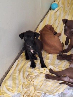 photo du chien chat à l adoption au refuge  Refuge SPA Montélimar  à montelimar departement drome proche de Valence de racechien MERVEILLE