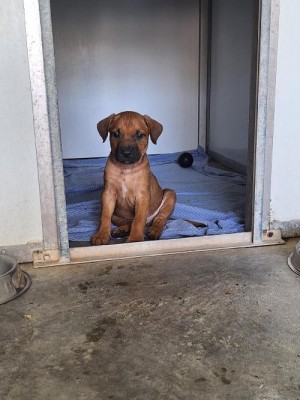 photo du chien chat à l adoption au refuge  Refuge SPA Montélimar  à montelimar departement drome proche de Valence de racechien REVE