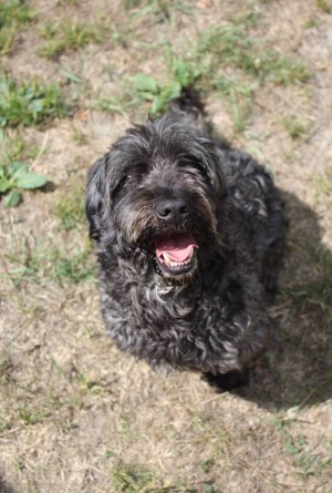 Photo chien SHADOW