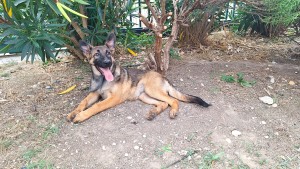 photo du chien chat à l adoption au refuge  Refuge SPA Montélimar  à montelimar departement drome proche de Valence de racechien Pep's