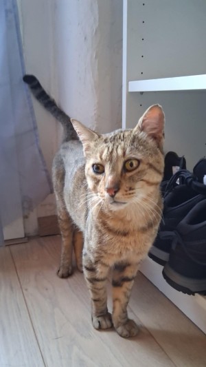 photo du chien chat à l adoption au refuge  Refuge SPA Montélimar  à montelimar departement drome proche de Valence de racechat IVAR
