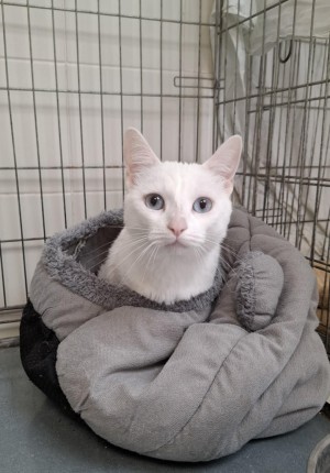 photo du chien chat à l adoption au refuge  Refuge SPA Montélimar  à montelimar departement drome proche de Valence de racechat COLOMBE