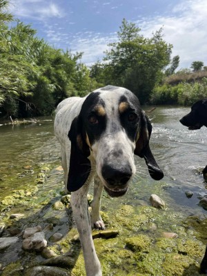 photo du chien chat à l adoption au refuge  Refuge SPA Montélimar  à montelimar departement drome proche de Valence de racechien NORBERT