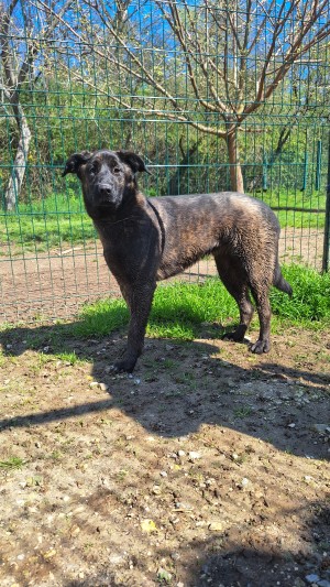 photo du chien chat à l adoption au refuge  Refuge SPA Montélimar  à montelimar departement drome proche de Valence de racechien FURIOUS