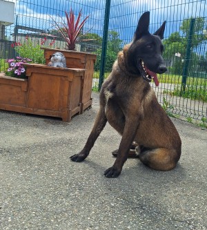 photo du chien chat à l adoption au refuge  Refuge SPA Montélimar  à montelimar departement drome proche de Valence de racechien Radar