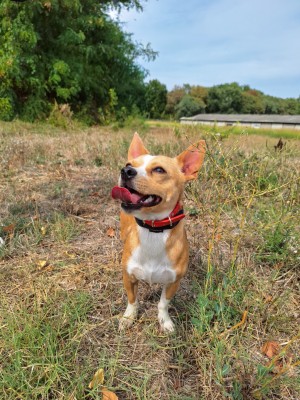 photo du chien chat à l adoption au refuge  Refuge SPA Montélimar  à montelimar departement drome proche de Valence de racechien Cachou