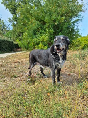 photo du chien chat à l adoption au refuge  Refuge SPA Montélimar  à montelimar departement drome proche de Valence de racechien Pick