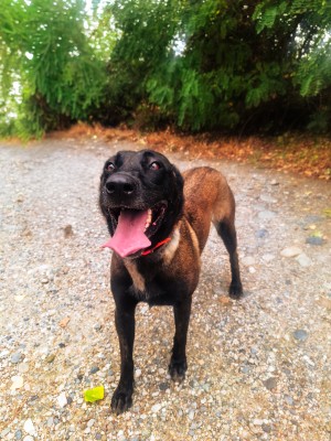 photo du chien chat à l adoption au refuge  Refuge SPA Montélimar  à montelimar departement drome proche de Valence de racechien Nala M