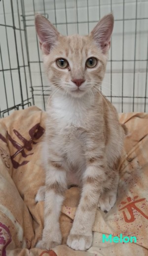 photo du chien chat à l adoption au refuge  Refuge SPA Montélimar  à montelimar departement drome proche de Valence de racechat MELON