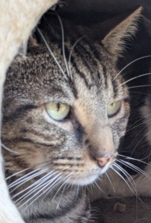 Photo chat TIGROU
