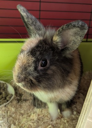 Photo nacs BUNNY