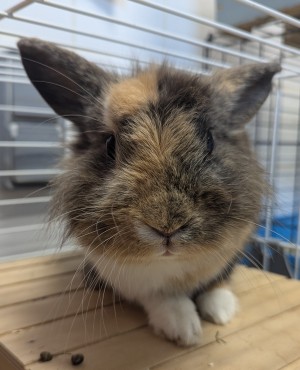 Photo BUNNY 2